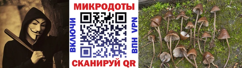 Псилоцибиновые грибы Psilocybe Купить закладки Будённовск